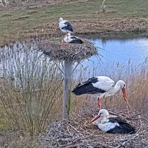 Ooievaars spotten!